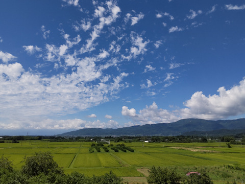 数量限定🍑黄ららのきわみ3kg🍑希少種&激レア🍑朝採り🍑【自宅用】訳あり品🍑甘い糖度高め品種🍑硬め～熟すとジューシーなめらか黄桃🍑きららのきわみ🍑追熟オススメ🍑9月上旬頃～収穫予定です