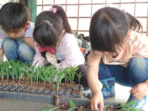 佐藤さんのトウモロコシ(*´-`)
