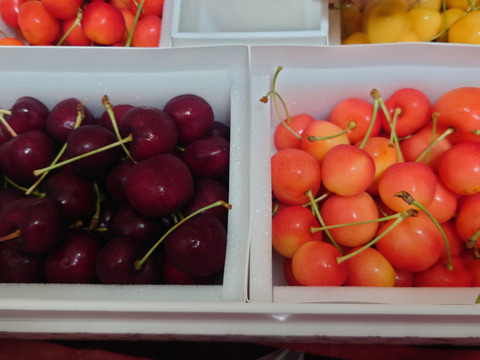 4色セット2kg【予約販売】北海道・芦別産さくらんぼ【大橋