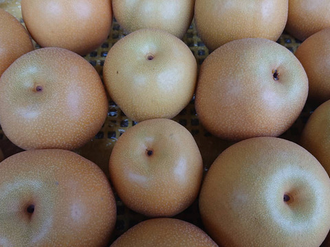 収穫開始です！「豊水梨」約3kg　瑞々しくて爽やかな甘味でシャリっと食感です！お蔭様で残り１セットです。