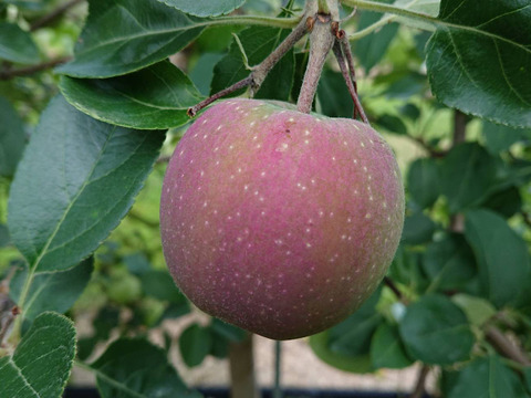 「しなのリップ約1.5kg」後残り2ケースになりました　夏りんごの主役！長野県オリジナル品種。果汁が多く甘味と酸味のバランスが良い。夏収穫りんごを食べるなら押さえておきたい品種です。お届け後冷蔵庫にて