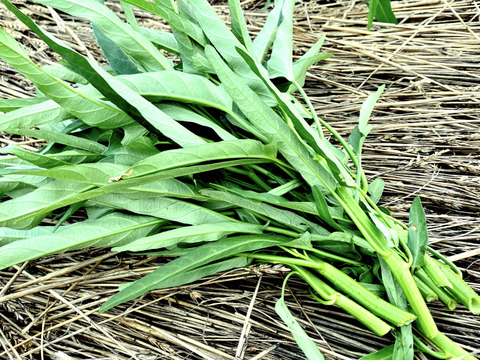 【自然栽培🍀夏の葉物2種・食べくらべセット】空芯菜500g・ツルムラサキ600g