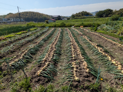 《自然栽培・食品ロス》淡路島産 人に優しい旨味「玉ねぎ」4 kg
 【2020年最優秀賞受賞／2022年SDG'sエバンジェリスト認定取得】