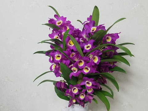 【新アワード受賞福袋】箱いっぱいの蘭・シンビジウムの切り花＋デンドロビウムの切り花❁⃘*.ﾟいろんな蘭が楽しめるお楽しみ福箱