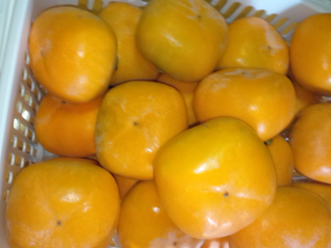 昔ながらのアルコール脱渋庄内柿（20～24個）5kg