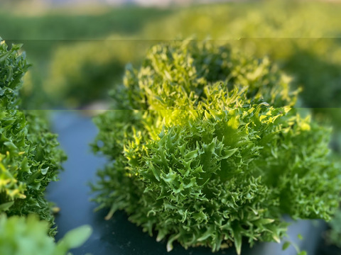 那須高原のレタスもりもり８種類入り