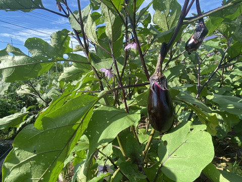 【自然栽培🍀真黒(しんくろ)なす１kg(10本前後)】自家採種10年以上・皮が薄く瑞々しい・煮/焼き/揚げ/汁物/漬物、何でも美味しい！