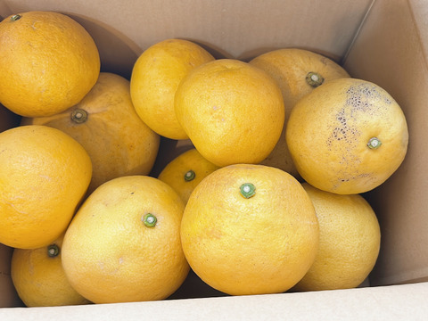 ★完全自然栽培品　コンボ商品　晩白柚（ザボン） 2玉　文旦 8～10玉