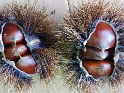 秋のぜいたく　丹波栗3L（農薬不使用・くん蒸剤使用せず！）１kg