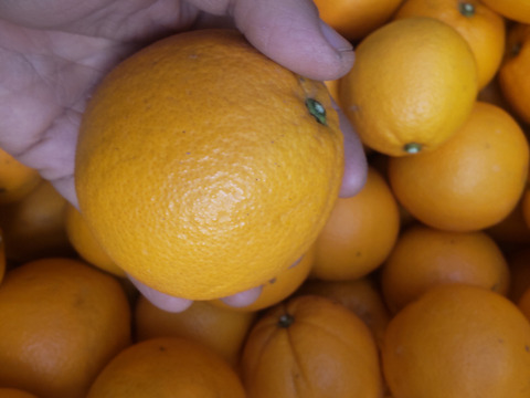 美味しい柑橘 ネーブルとレモン10個 良品 5kg