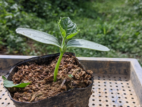畑から直送→新鮮きゅうり2kg(15〜20本)