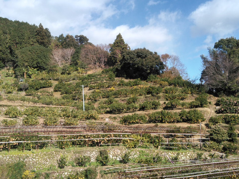 ♨️ゆず湯もいいけど文旦風呂はいかがでしょうか？♨️　超ミニサイズの土佐文旦（150～350g）　マーマレードやピール作りにも使えます✨　4.3kg（15～18個入)