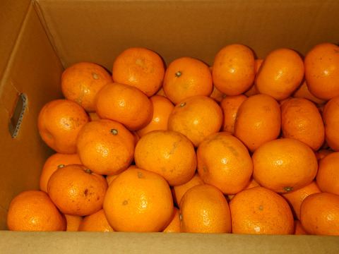 潮風たっぷりと太陽の光をたくさん浴びて育ちました。甘さと酸味のバランスが良い種類です。約4.5k入っています。どうぞご賞味ください。