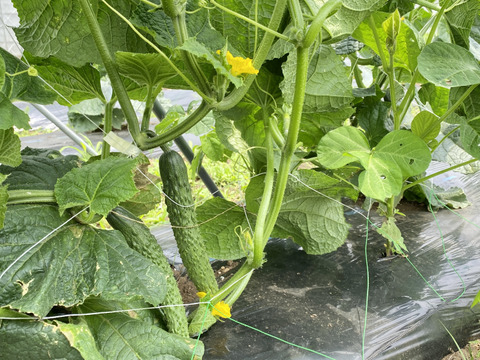 【自然栽培🍀80サイズ】朝採り新鮮！旬菜セットM（３〜５人様向け）