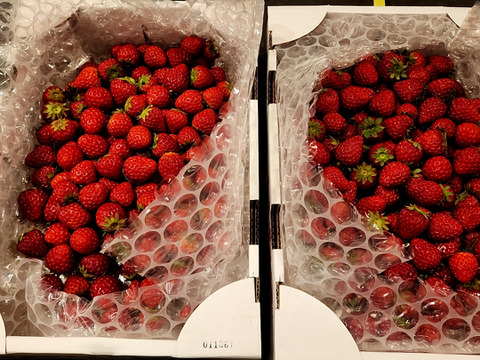 小粒いちご　1kg 『バラ詰め』 紅ほっぺ【販売中】