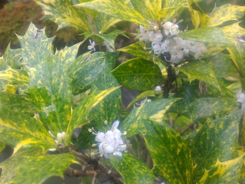 観賞用 花 植物 ヒイラギ 柊 約cm鉢 内容量１ヶ 鉢付き 岐阜県産 食べチョク 農家 漁師の産直ネット通販 旬の食材を生産者直送