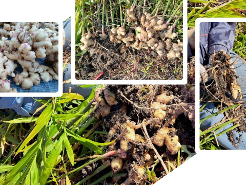 【NHKあさイチで話題】佐賀県産生姜＆米麹使用「熟成蒸し生姜麴パウダー」麹の優しい旨味がプラス！　20ｇ