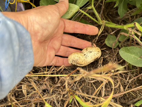 【自然栽培🍀落花生おおまさり(生)1Kg】採りたてをお届け！