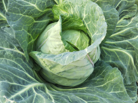 【ふくむらさき】さつま芋が入ります。
田口農園徳島「イチオシ旬野菜セット」
【たっぷりいろいろ３０００円セット】農家人が選ぶ旬野菜のおまかせセットです。季節ごとの旬野菜を厳選してお届け致します。