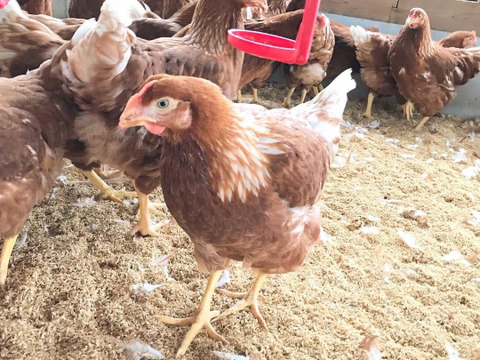 【期間限定】★平飼い・初たまご50個★酵母を与えて育てた若鶏が産み出して間もない小ぶりなたまご（元気たまご）