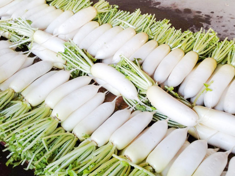 甘みと香りが立つ、島原の秋採れだいこん 5本【冬ギフト】