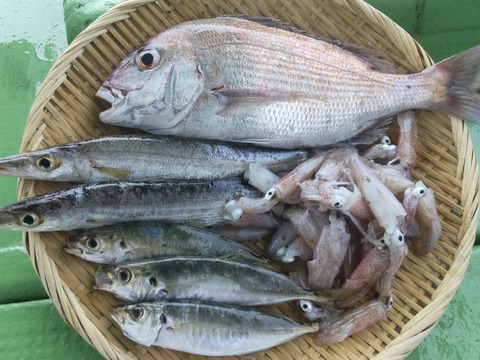 訳あり未利用魚ボックス３㌔以上