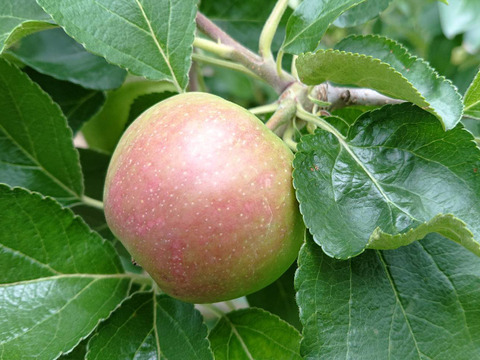 お蔭様で残り１セットになりました。爽やかな酸味の魅力「しなのレッド」約3kg入り。夏の暑さに疲れた体に最適です。長野県生まれのオリジナル品種人気沸騰中！「紅玉」りんごお好きな方にお薦め品種です。