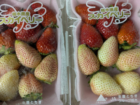 ２セット４箱
プチ豪華なとちおとめとスカイベリーのセット