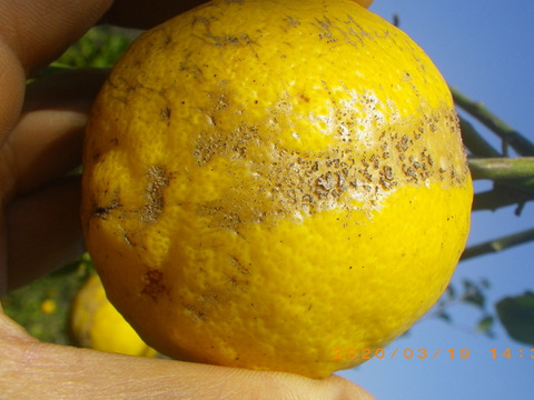 自然農レモン(5kg)　果汁用　60年以上農薬肥料不使用の畑で栽培　因島産