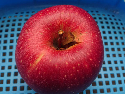 「訳ありしなのほっぺ」約10kg 少しの傷と色むらがありますが味は酸味からの甘味、パリッとシャリとお買い得品です。