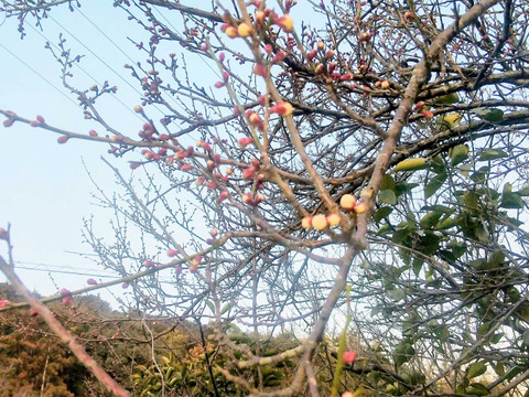 農園直送 青梅 約1kg 農薬不使用 注文後収穫 鮮度抜群 神奈川県