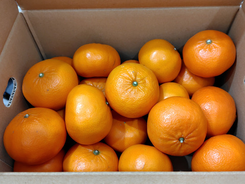 【貴重な柑橘】せとかの姉妹品種！麗紅（れいこう）　家庭用約3㎏