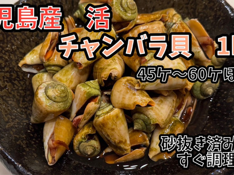 鹿児島県産天然チャンバラ貝（マガキ貝） 1kg