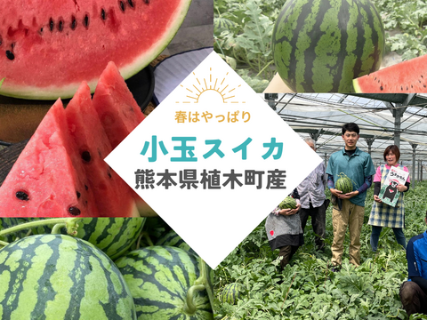 【金の土】熊本県植木産スイカ！！小玉スイカ（ひとりじめ）
