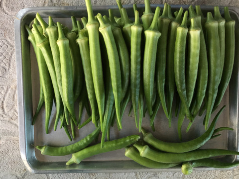 やわらか！丸オクラ１０００グラム