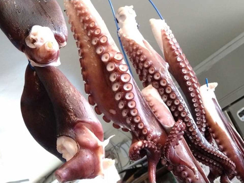 値下げしました 浜茹でタコ 頭 1 3kg 北海道寿都産 北海道産の魚介類 食べチョク 産地直送 産直 お取り寄せ通販 農家 漁師から旬 の食材を直送
