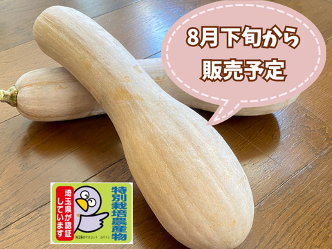 自然栽培🎃固定種かぼちゃ3kg前後2〜3本】ポタージュでどうぞ🎶濃厚な