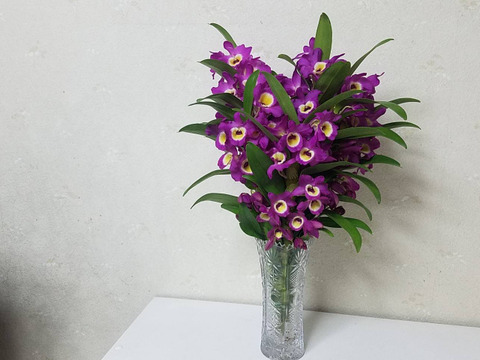 【新アワード受賞福袋】箱いっぱいの蘭・シンビジウムの切り花＋デンドロビウムの切り花❁⃘*.ﾟいろんな蘭が楽しめるお楽しみ福箱