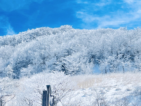【期間限定】掘りたて！『四国カルスト大野ヶ原産の生にんにく白玉王』サイズは(小から大)土付き 3玉