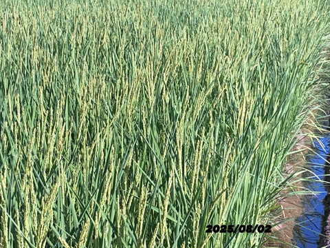 令和７年9月に刈り取りました。
新米☆☆にじのきらめき(大粒)☆酵素散布米
にじのきらめき 玄米２キロ精米無量