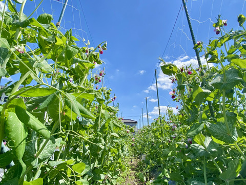 【自然栽培🍀朝採りスナップエンドウ500g】自家採種10年以上・脇役じゃ勿体無い！メインディッシュで召し上がれ🎶