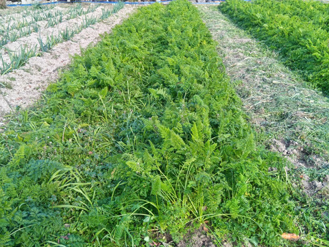 にんじん　新黒田五寸　肥料農薬不使用、自然栽培、自家採種