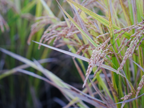 【令和7年新米】熊本の美味しい水で育てた白く輝く『くまさんの力』白米30キロ（熊本県品種/農薬化学肥料不使用栽培）
