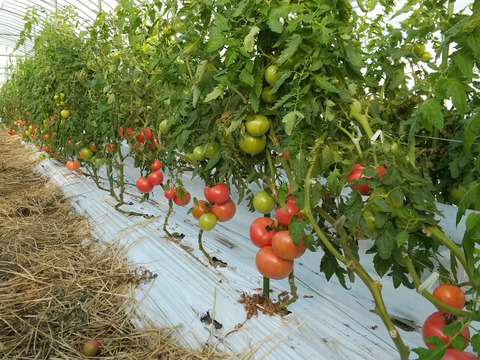 純粋・濃厚・安心！化学農薬・化学肥料不使用あま～いトマト「レトロクイーンＡ」1ｋｇ