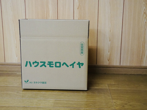 【もうすぐ収穫】丸ごと食べる！初穫れモロヘイヤ（100g×8袋）