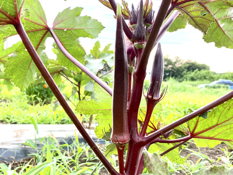 【自然栽培🍀自家採種】サラダ（生）で食べて欲しい赤オクラ10本・丸オクラ10本・ダビデの星5本セット