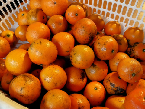 【訳あり加工用】島たんかん🍊農薬不使用栽培○規格外１０キロ+α‪○数量限定品です