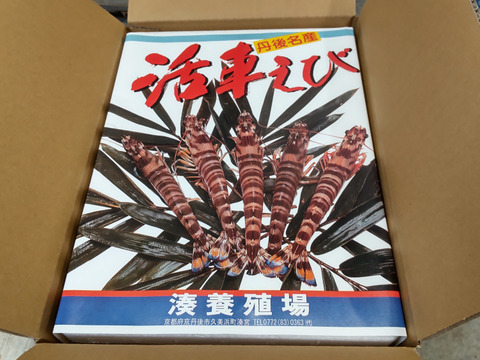 旨味と甘みがじわっと広がる！新鮮な活車海老（京都府産）【冬ギフト】　300ｇ（9~14尾）