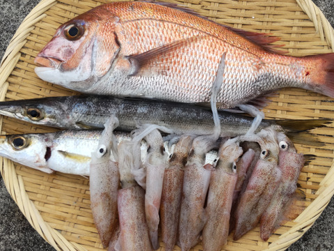 【福袋2025】漁師直送朝どれお魚ボックス３種以上