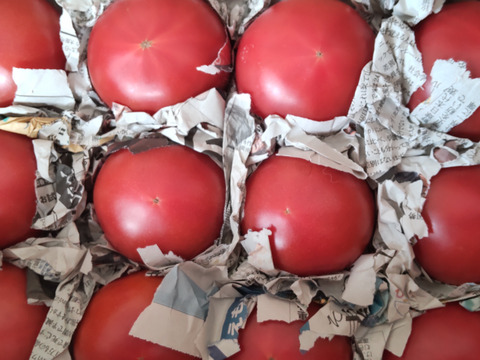 毎食トマト！バクバク食べちゃう栄ちゃんトマト　中くらいサイズ2キロ入り